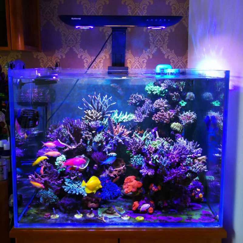 ไฟเลี้ยงปะการังในตู้ปลา AE200  - Aquarium Marine Fishes บทวิจารณ์และราคา